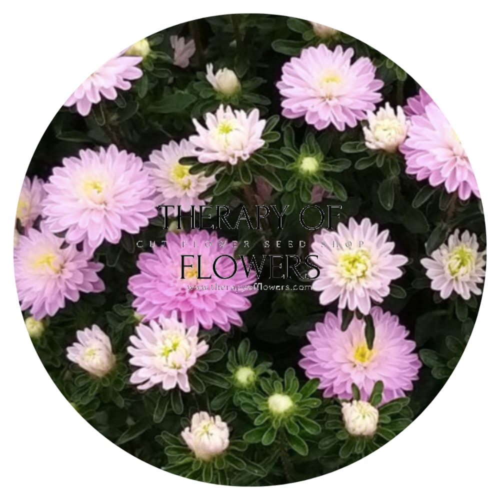 Aster Trobador Dusky Pink.