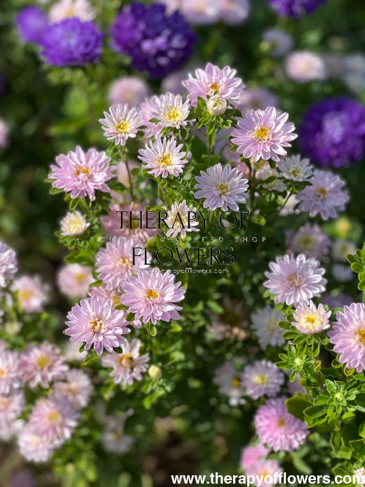 Aster Trobador Dusky Pink.
