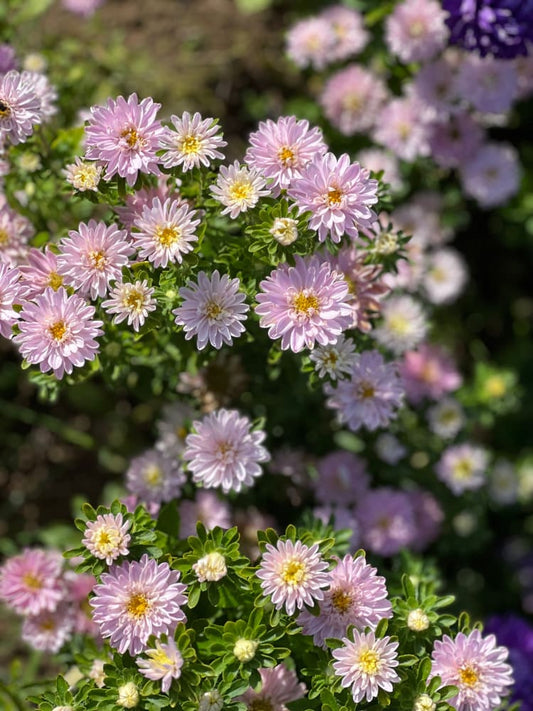 Aster Trobador Dusky Pink.