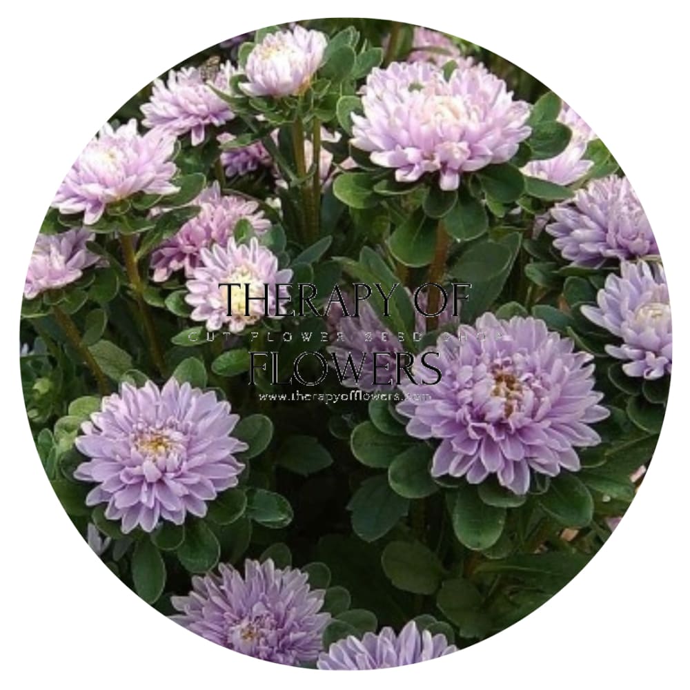 Aster Trobador Lavender therapyofflowers.com