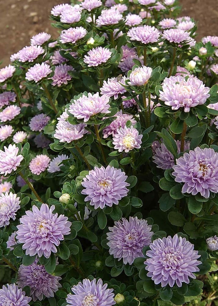 Aster Trobador Lavender