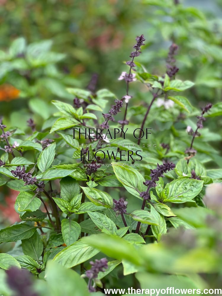 Cinnamon basil | Ocimum basilicum Cinnamon therapyofflowers.com
