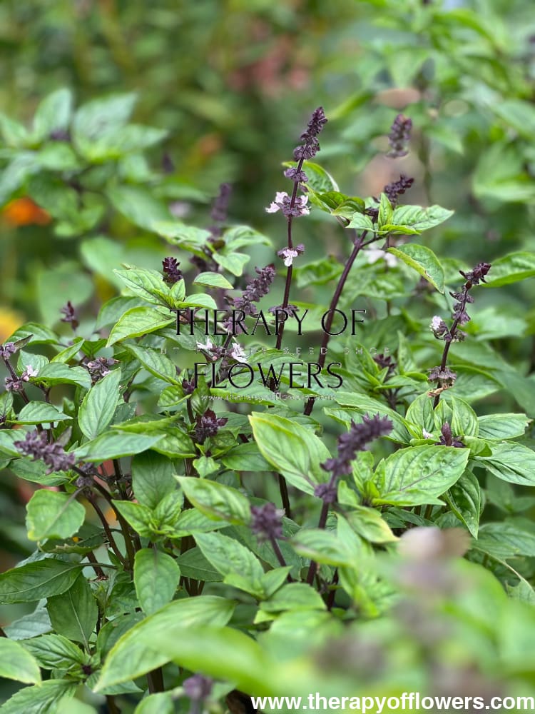 Cinnamon basil | Ocimum basilicum Cinnamon therapyofflowers.com