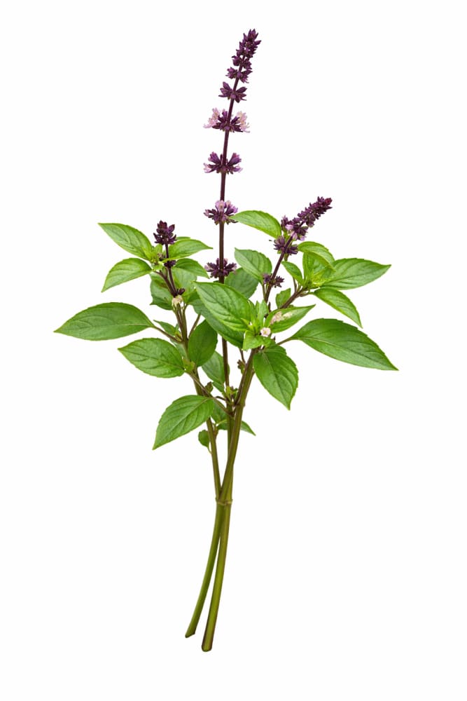 cinnamon basil plants Cinnamon basil