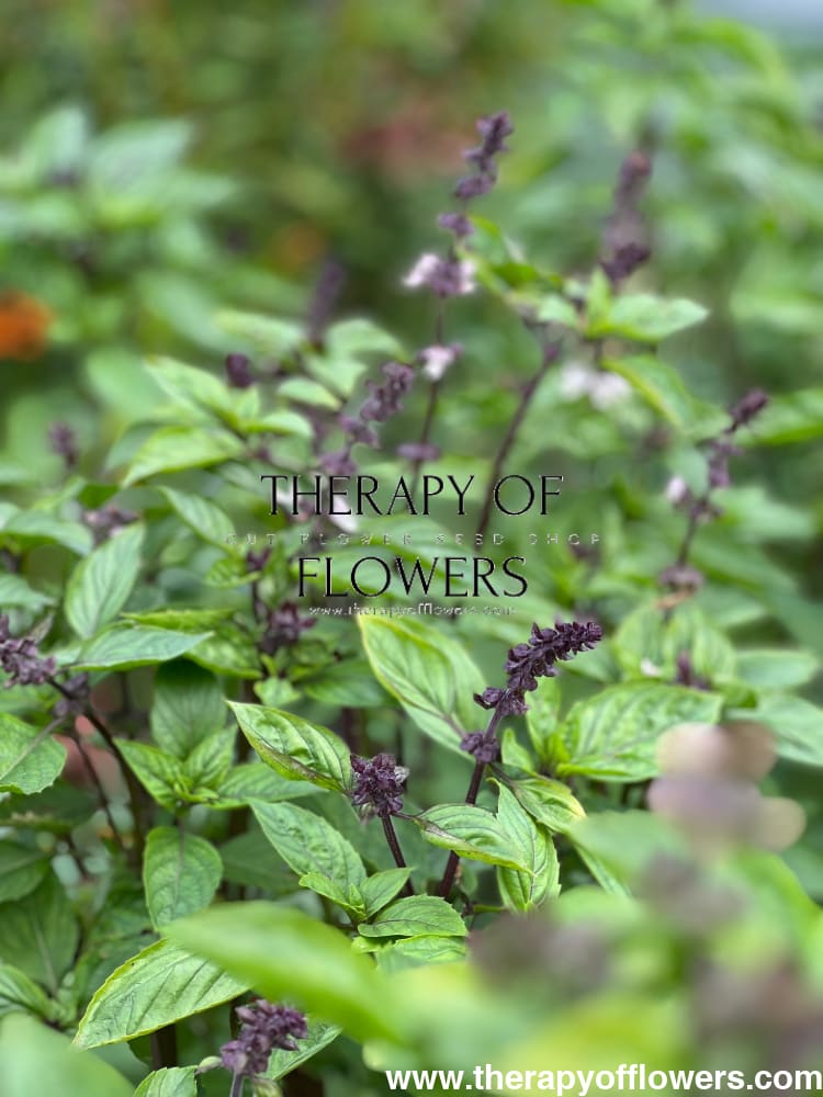 Cinnamon basil | Ocimum basilicum Cinnamon therapyofflowers.com