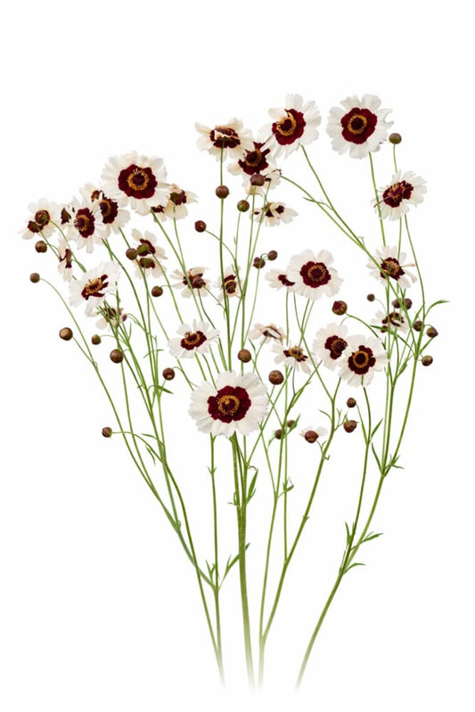 Coreopsis tinctoria Corusco Cream-Red | Plains Coreopsis - 50 seeds / 20 - 30 cm - seeds