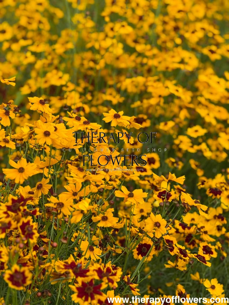 Coreopsis tinctoria Golden Roulette | Tickseed - 1 gram / 60 - 80 cm - seeds