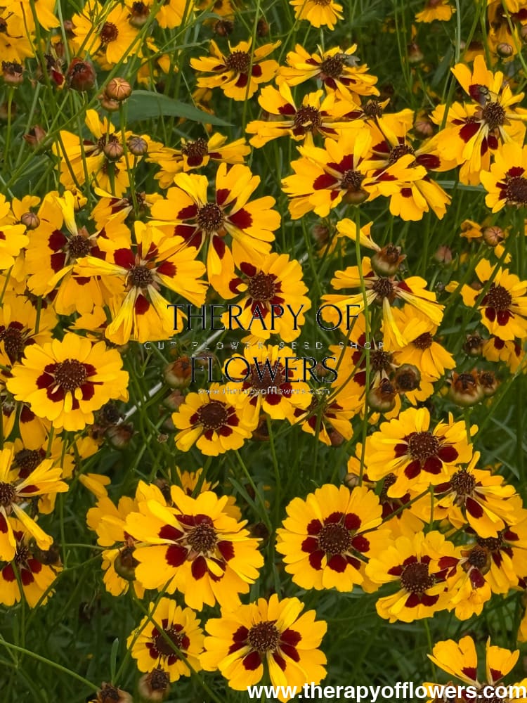 Coreopsis tinctoria Golden Roulette | Tickseed - 1 gram / 60 - 80 cm - seeds