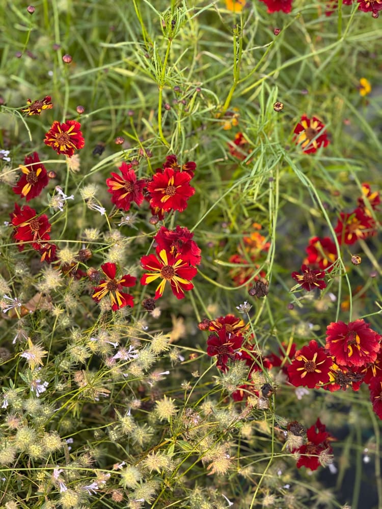 Coreopsis tinctoria Roulette therapyofflowers.com
