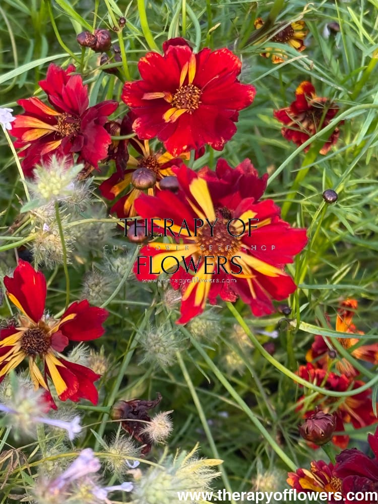 Coreopsis tinctoria Roulette therapyofflowers.com