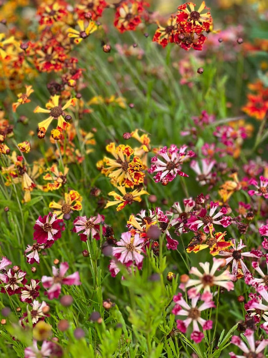 Coreopsis x hybrida Incredible! Sea Shells mix