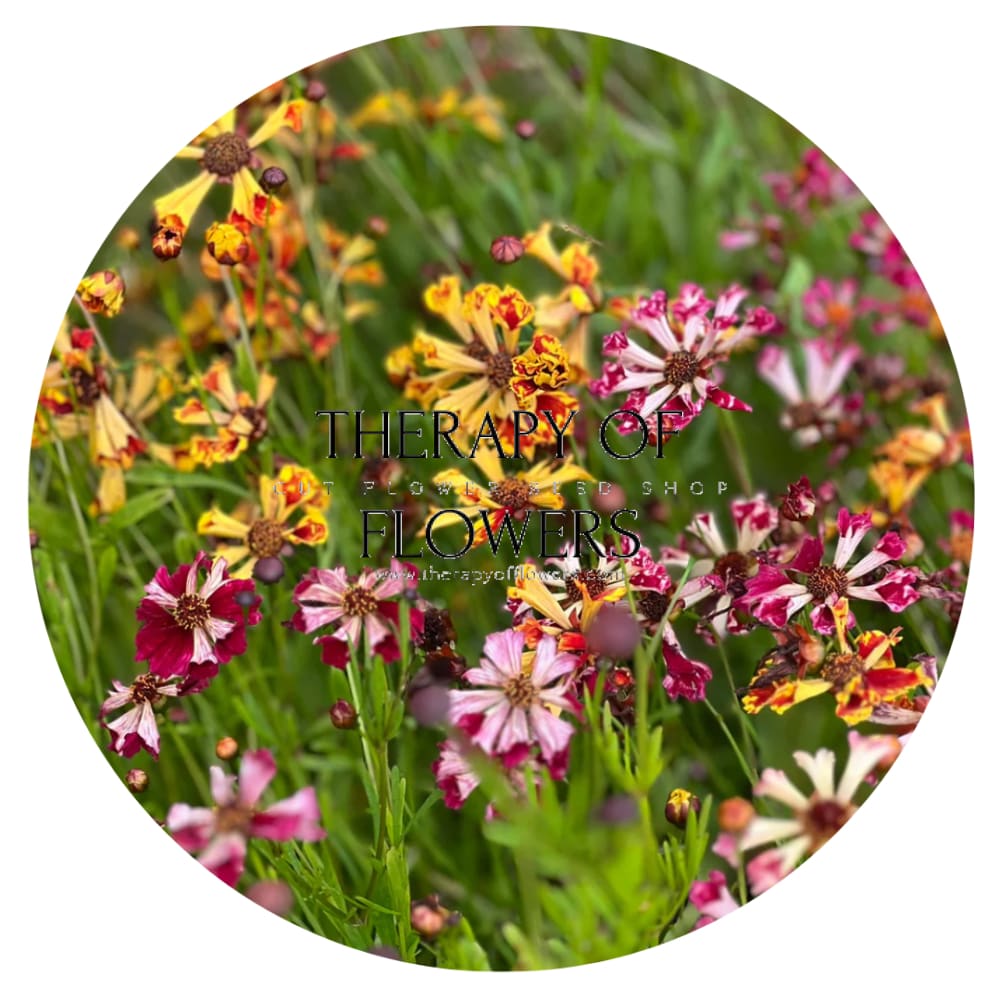 Coreopsis x hybrida Incredible! Sea Shells mix - 100 seeds / 45 cm - seeds