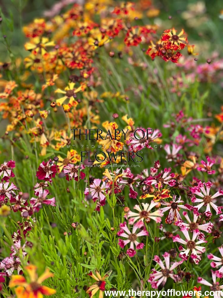 Coreopsis x hybrida Incredible! Sea Shells mix – therapyofflowers.com