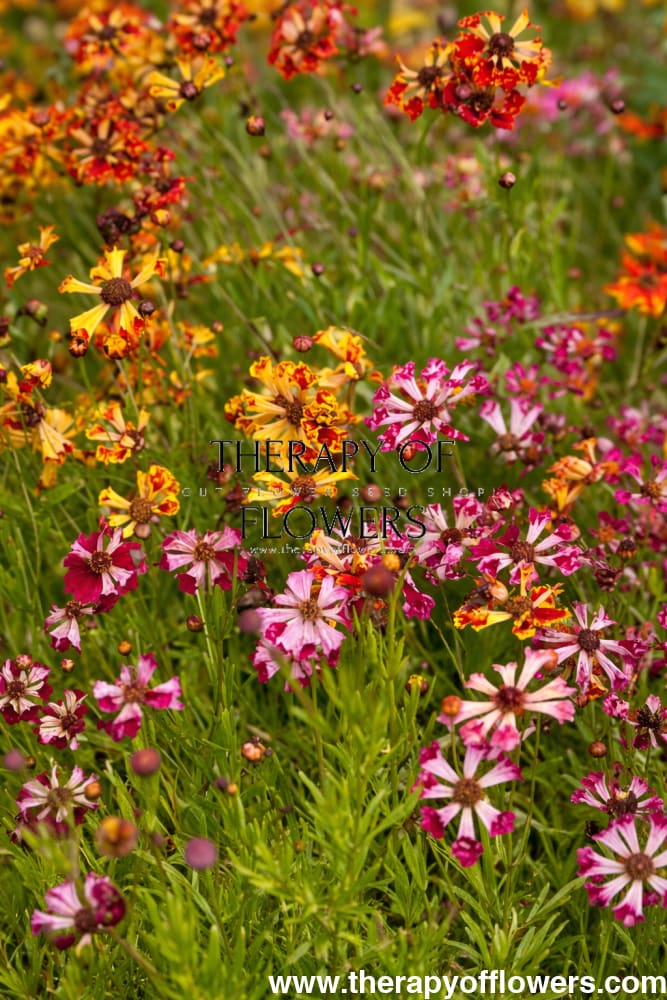 Coreopsis x hybrida Incredible! Sea Shells mix – therapyofflowers.com