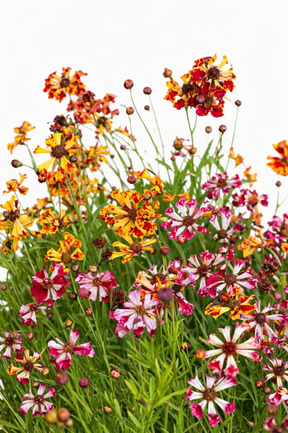 Coreopsis x hybrida Incredible! Sea Shells mix therapyofflowers.com