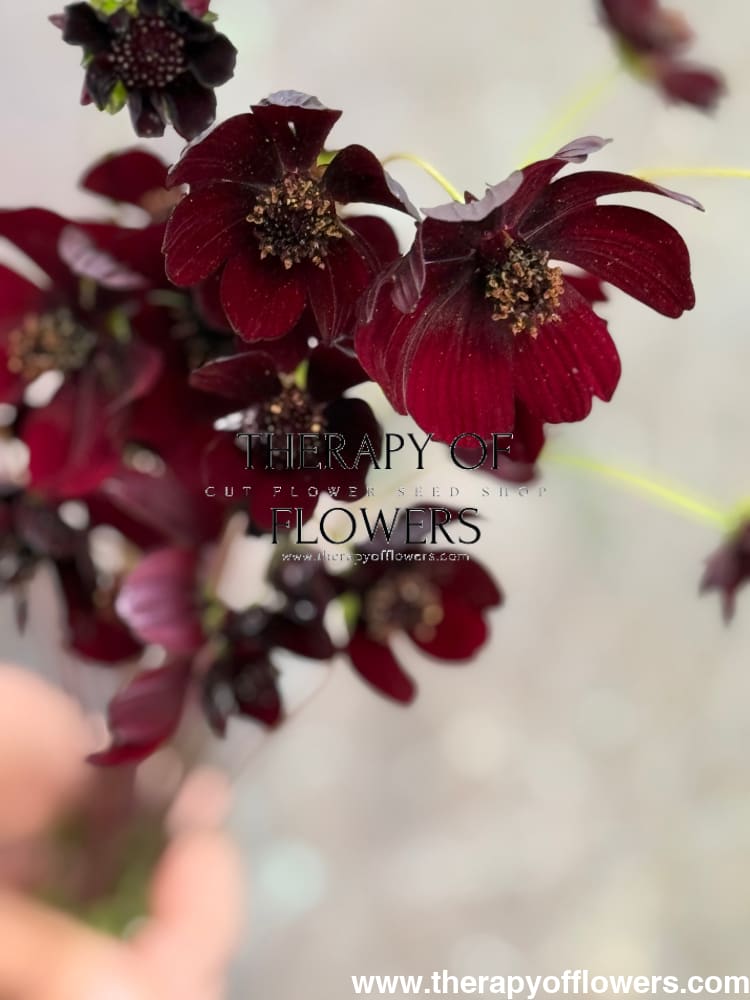 Cosmos atrosanguineus Black Magic therapyofflowers.com