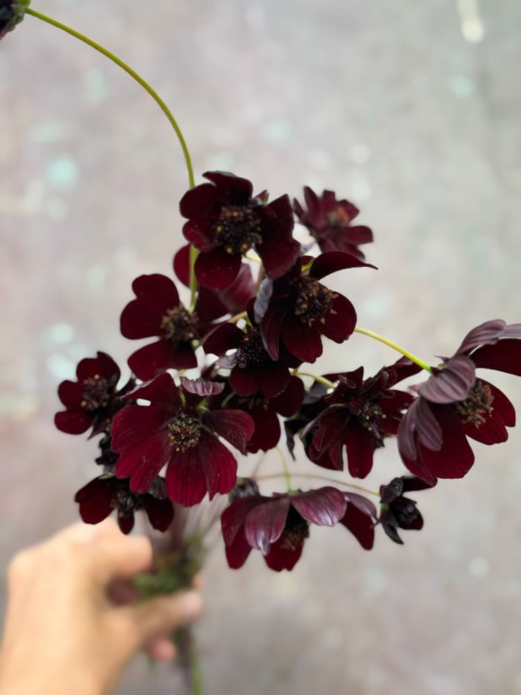 Cosmos atrosanguineus Black Magic therapyofflowers.com