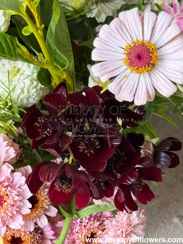 Cosmos atrosanguineus Black Magic therapyofflowers.com