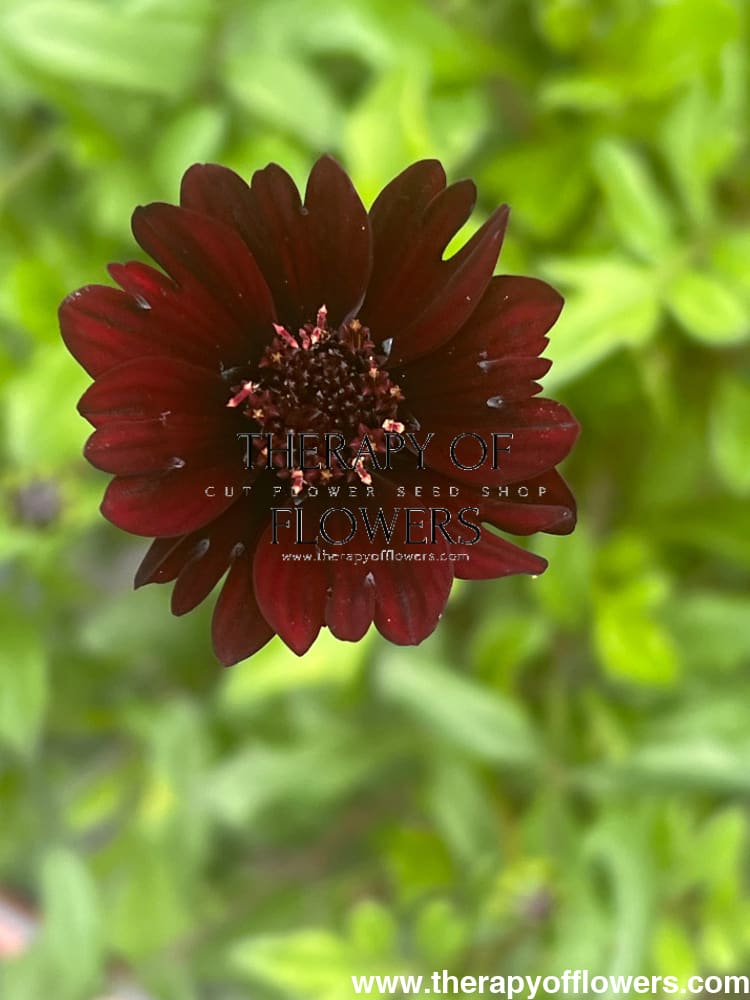 Cosmos atrosanguineus Black Magic therapyofflowers.com