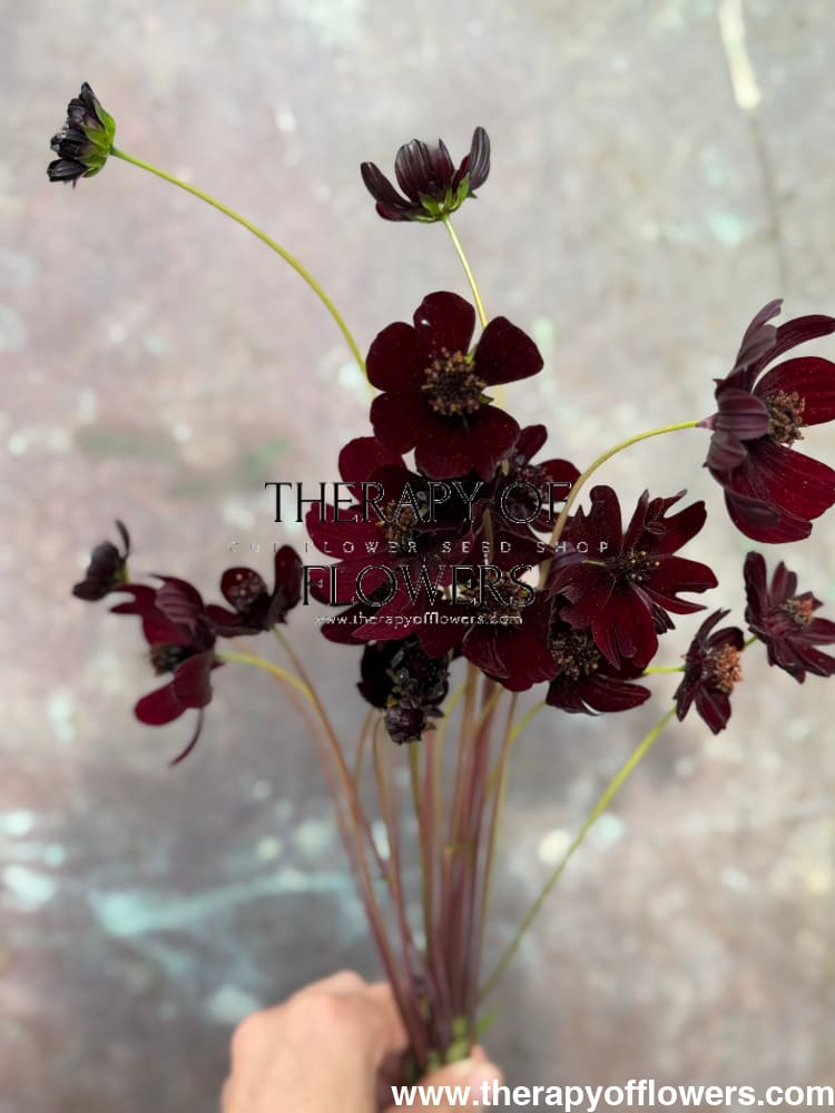 Cosmos atrosanguineus Black Magic therapyofflowers.com