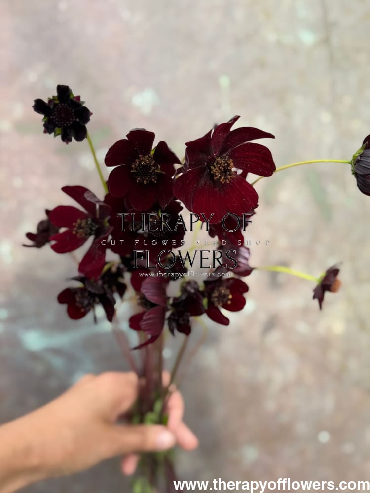 Cosmos atrosanguineus Black Magic therapyofflowers.com