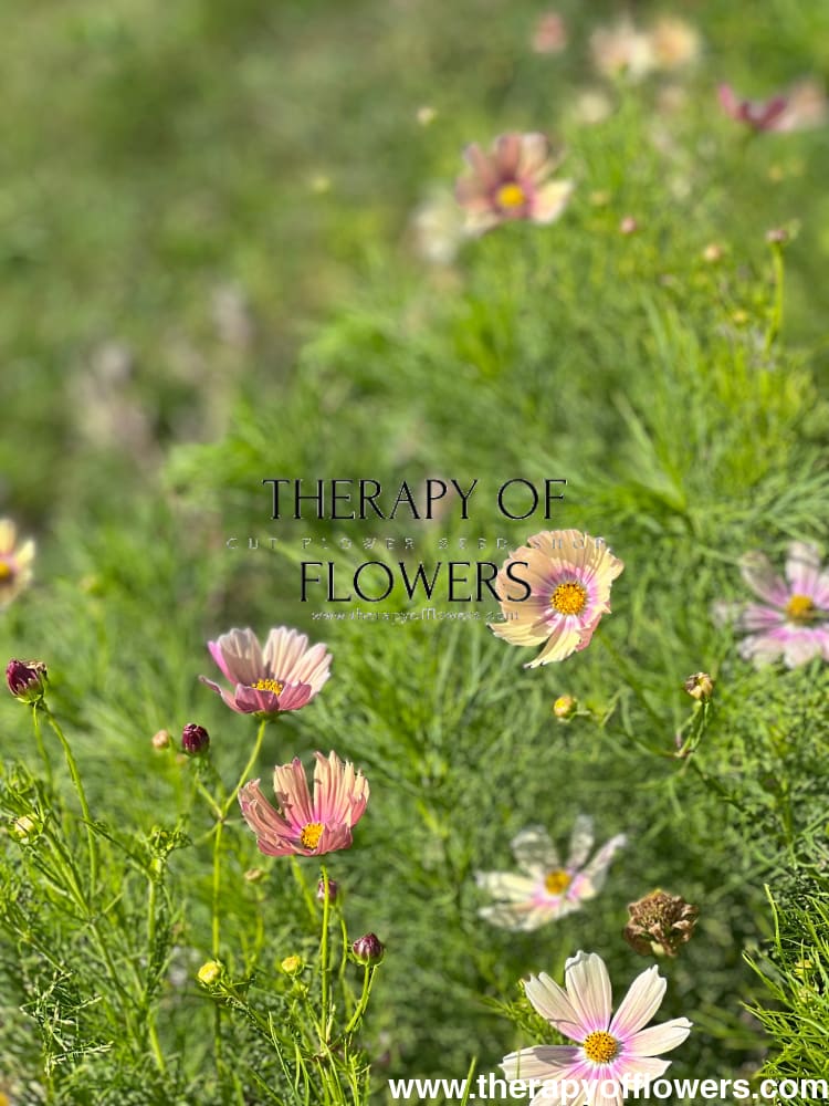 Cosmos bipinnatus Apricot Lemonade therapyofflowers.com