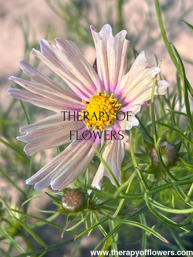 Cosmos bipinnatus Apricot Lemonade therapyofflowers.com