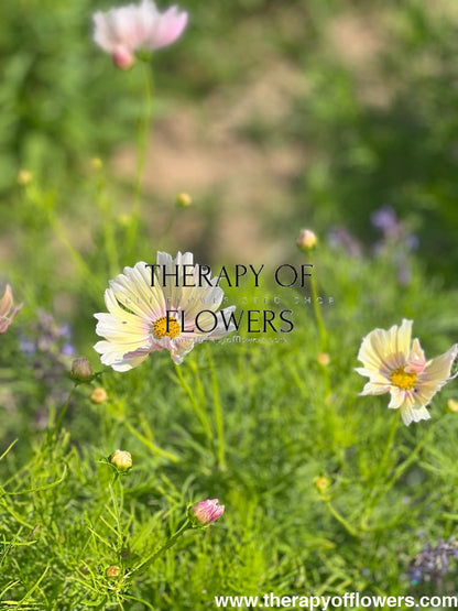 Cosmos bipinnatus Apricot Lemonade therapyofflowers.com