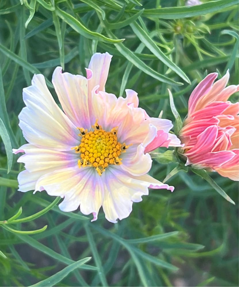 Cosmos bipinnatus Apricot Lemonade therapyofflowers.com