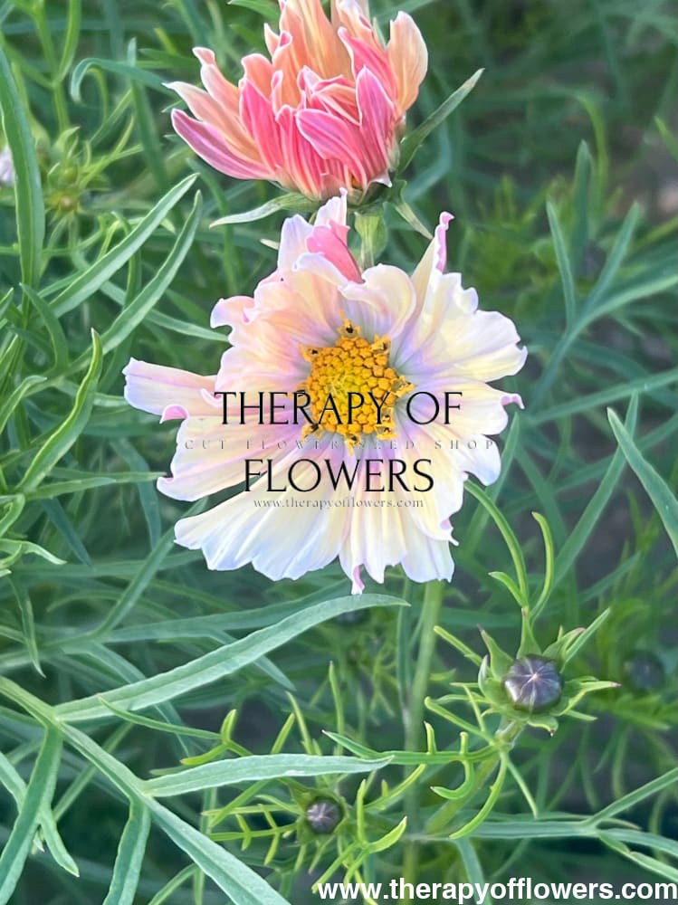 Cosmos bipinnatus Apricot Lemonade therapyofflowers.com