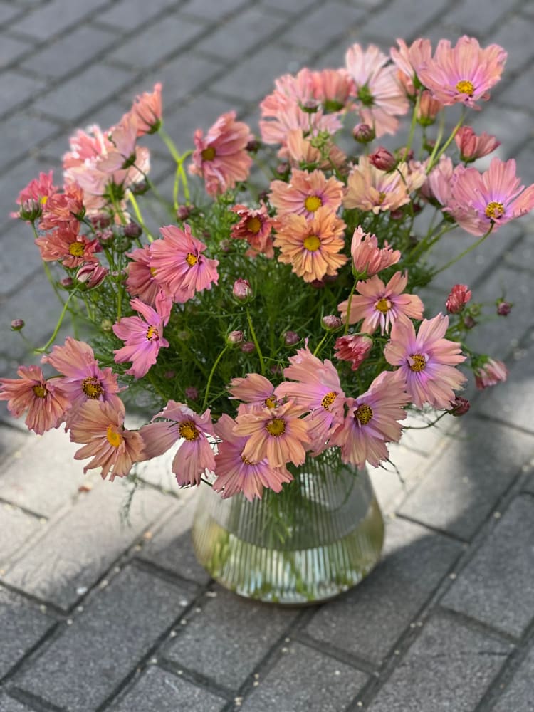 Cosmos bipinnatus Apricotta therapyofflowers.com