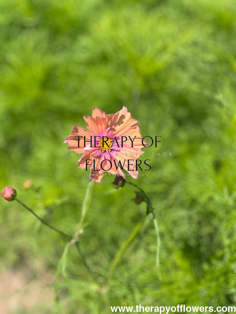 Cosmos bipinnatus Apricotta therapyofflowers.com