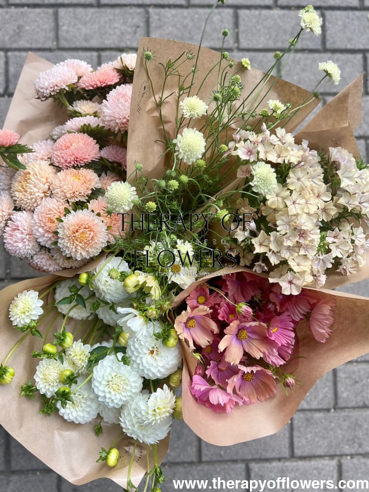 Cosmos bipinnatus Apricotta therapyofflowers.com