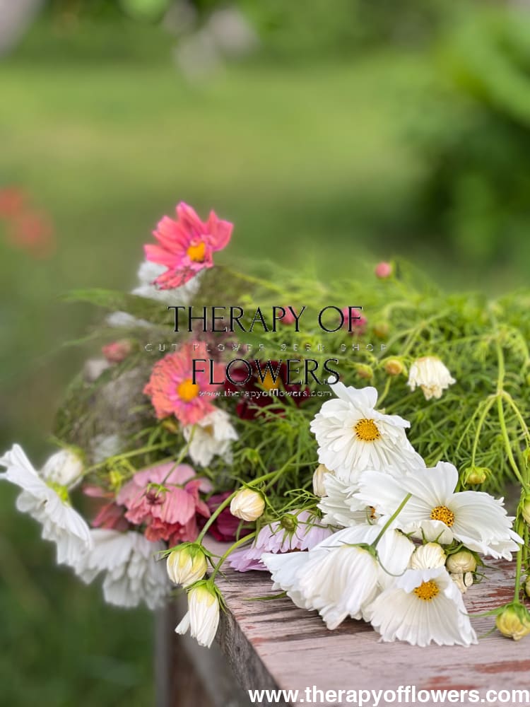 Cosmos bipinnatus Apricotta therapyofflowers.com