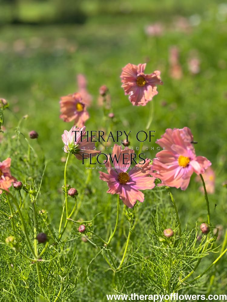 Cosmos bipinnatus Apricotta therapyofflowers.com