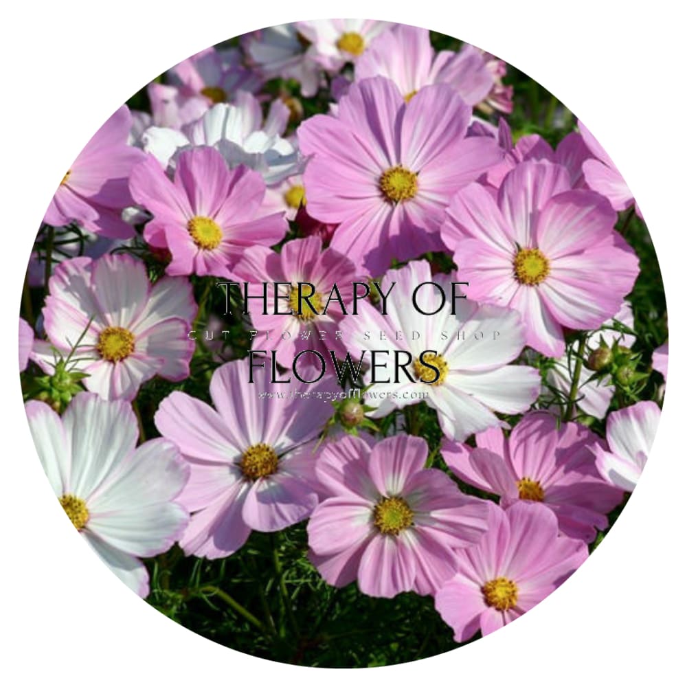 Cosmos bipinnatus Cosimo Pink White therapyofflowers.com