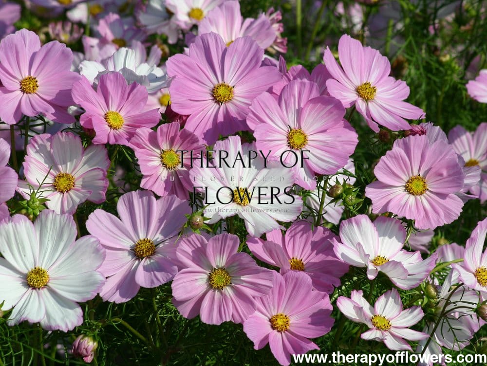 Cosmos bipinnatus Cosimo Pink White therapyofflowers.com