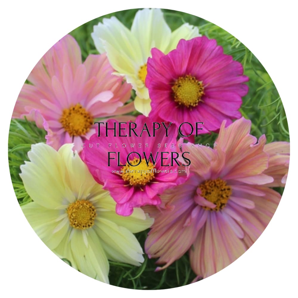 Cosmos bipinnatus Cotton Candy Mix therapyofflowers.com