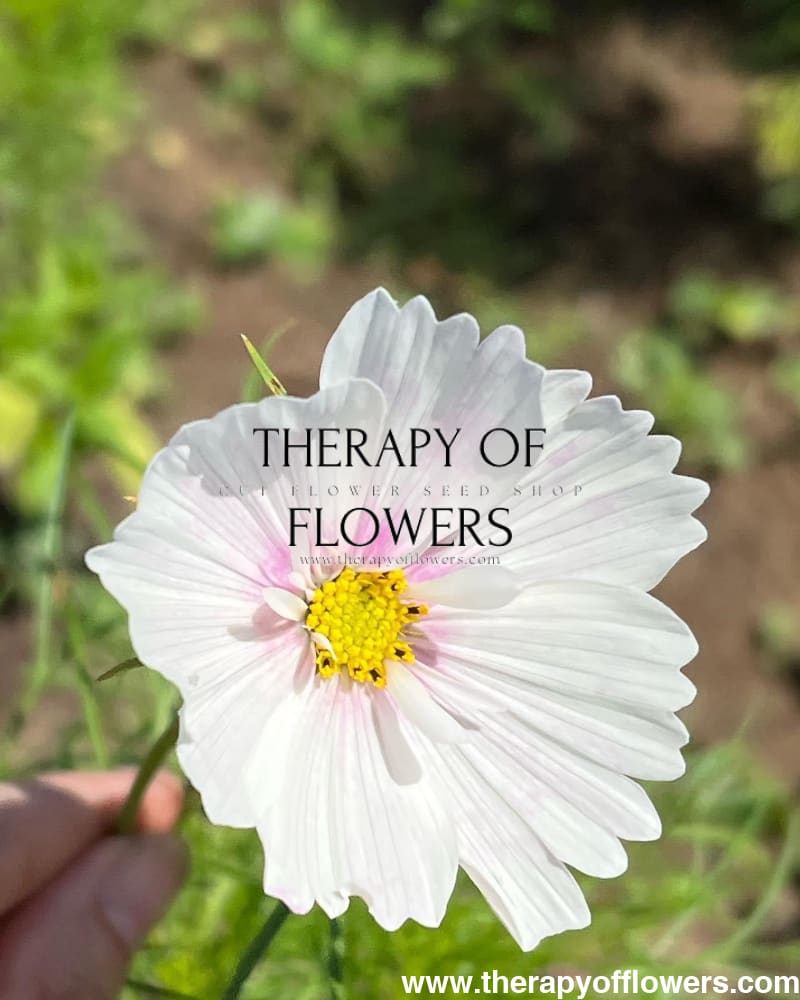cupcake cosmos flower seeds Cosmos bipinnatus Cupcakes Blush