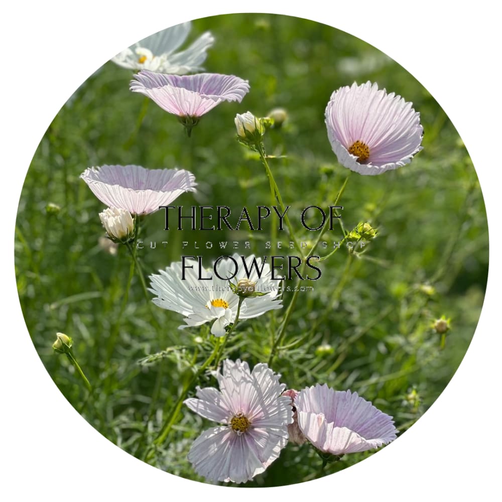 Cosmos bipinnatus Cupcakes Blush | Cut Flower therapyofflowers.com