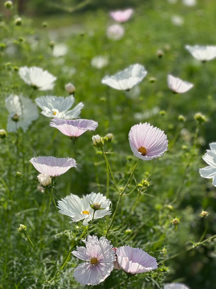 Cosmos bipinnatus Cupcakes Blush therapyofflowers.com