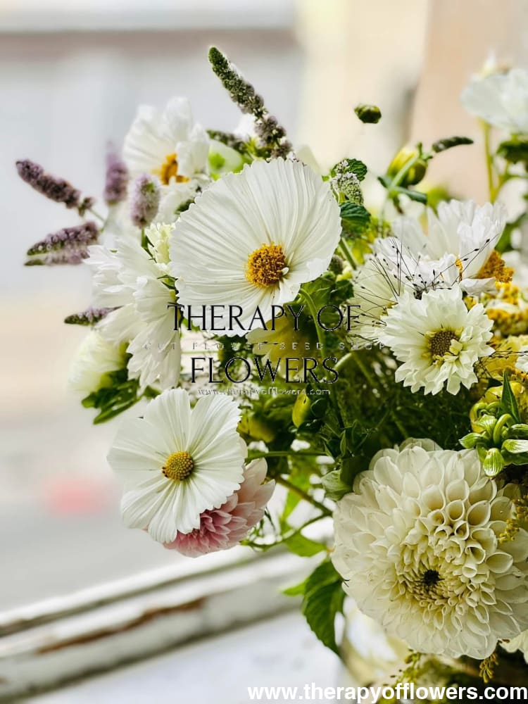 Cosmos bipinnatus Cupcakes white therapyofflowers.com