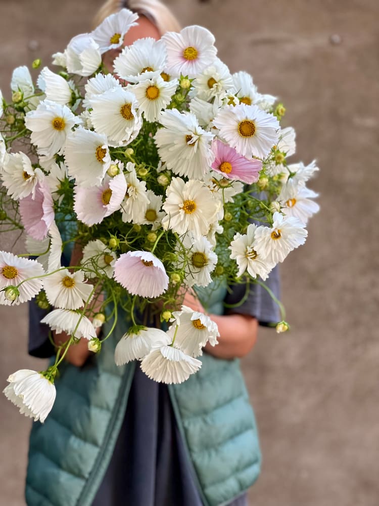 Cosmos bipinnatus Cupcakes white therapyofflowers.com