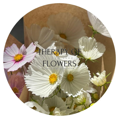 Cosmos bipinnatus Cupcakes white therapyofflowers.com