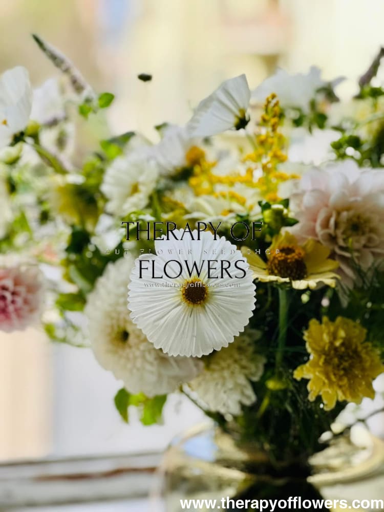 Cosmos bipinnatus Cupcakes white therapyofflowers.com