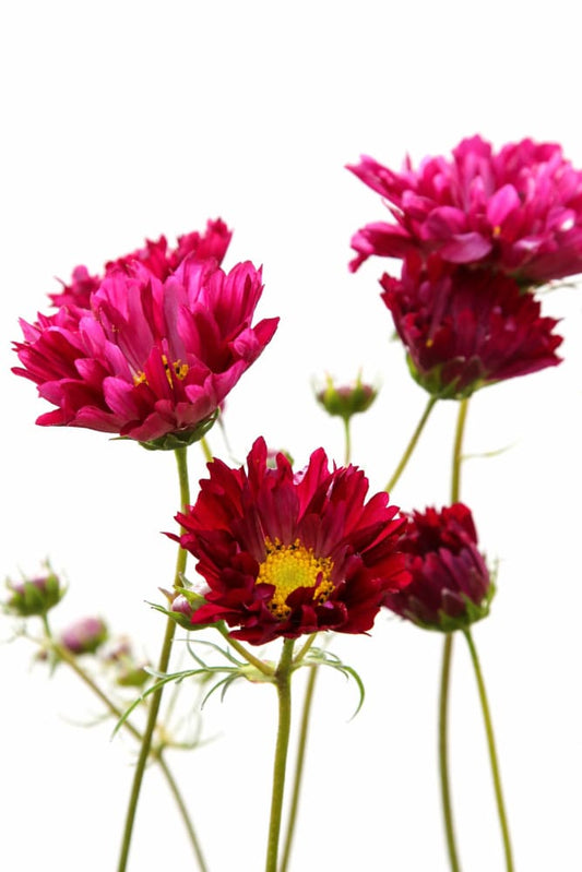 Cosmos bipinnatus Double Click Cranberries | Tall plants - 20 seeds / 70 - 120 cm cm / Rich cranberry - seeds