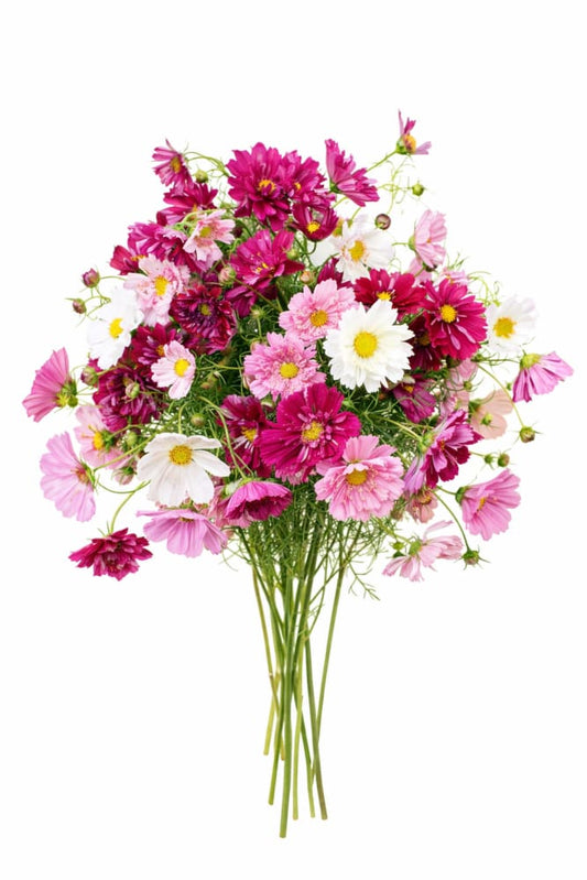 Cosmos bipinnatus Double Click Mix - 20 seeds / 60 cm - flowers