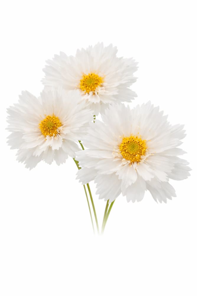 Cosmos bipinnatus Double Click SnowPuff therapyofflowers.com