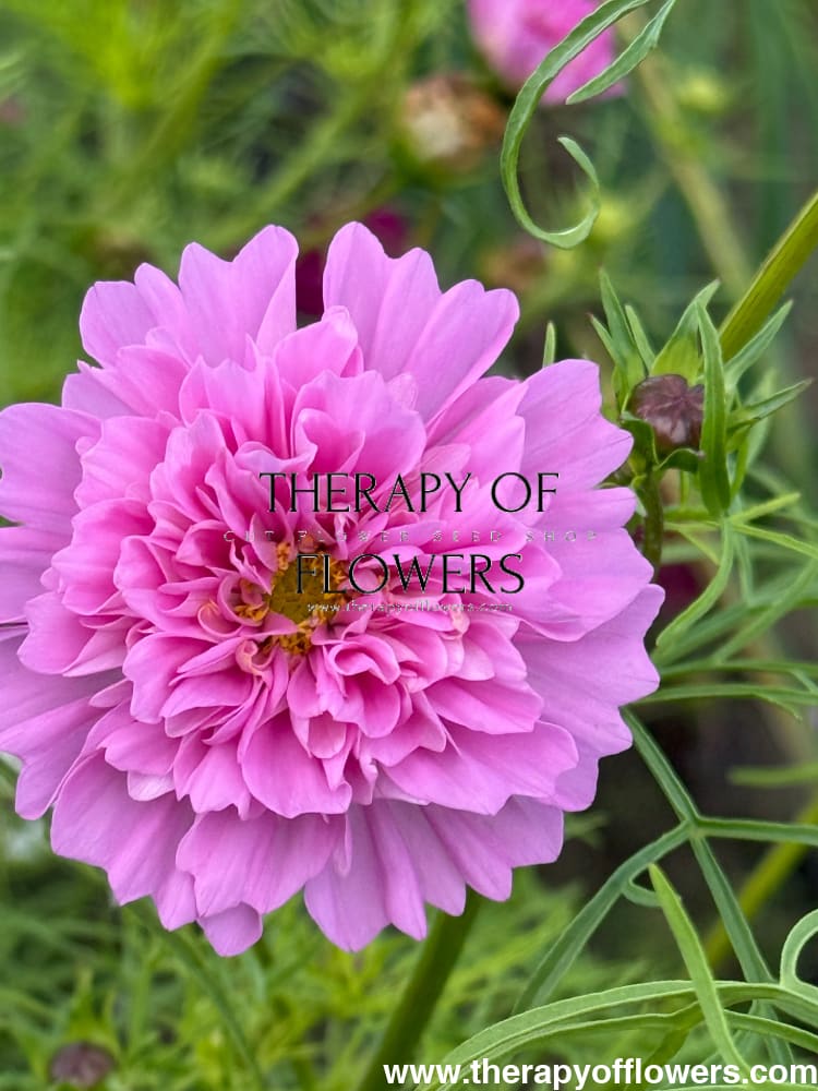 Cosmos bipinnatus Double Dutch Rose therapyofflowers.com