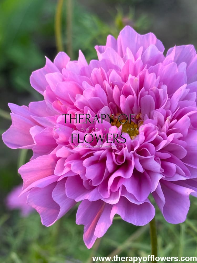 Cosmos bipinnatus Double Dutch Rose therapyofflowers.com